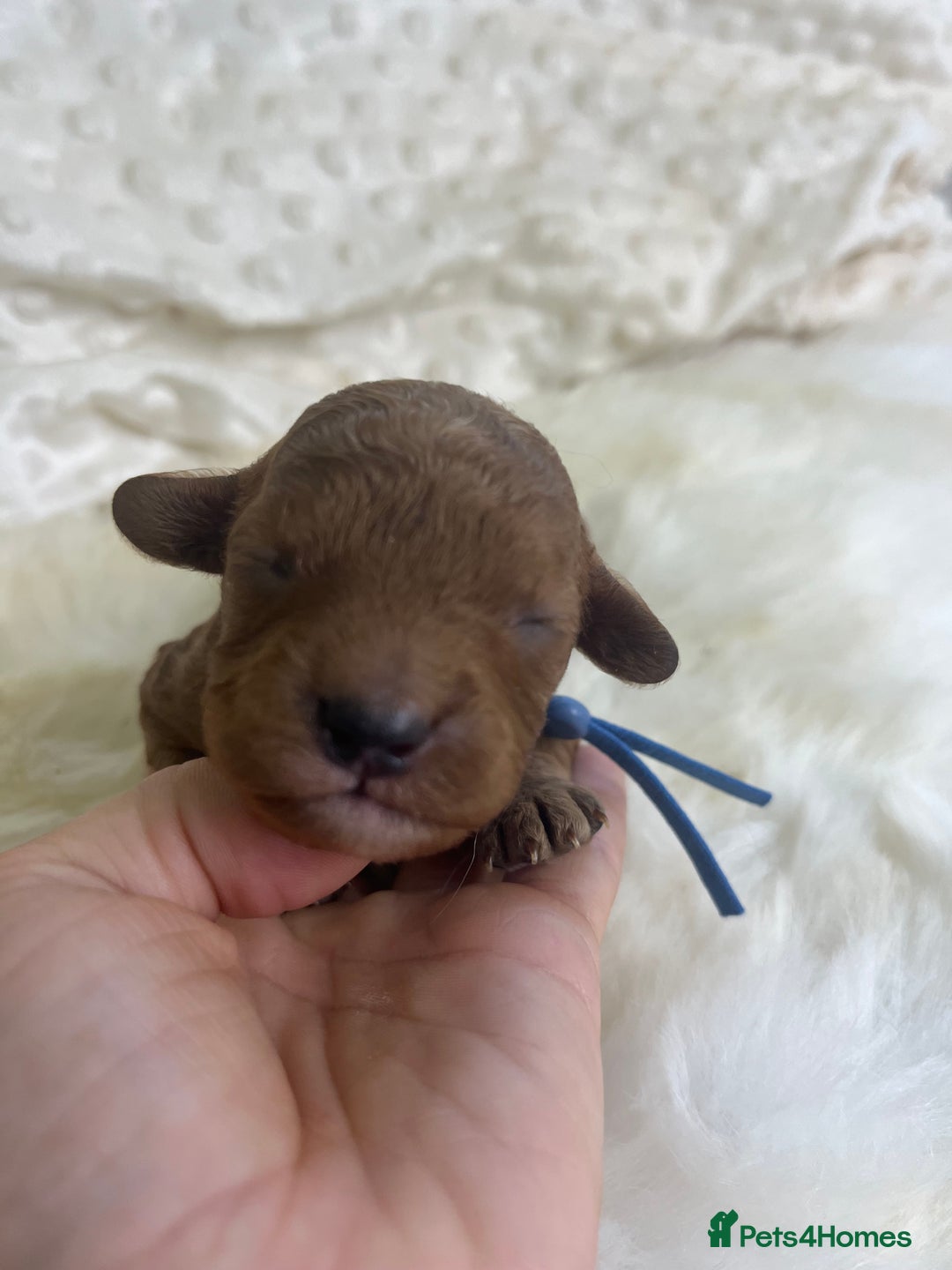 Cavapoo dogs for sale: Top Class Extensively tested F1b Toy Cavapoo pups - Image 32