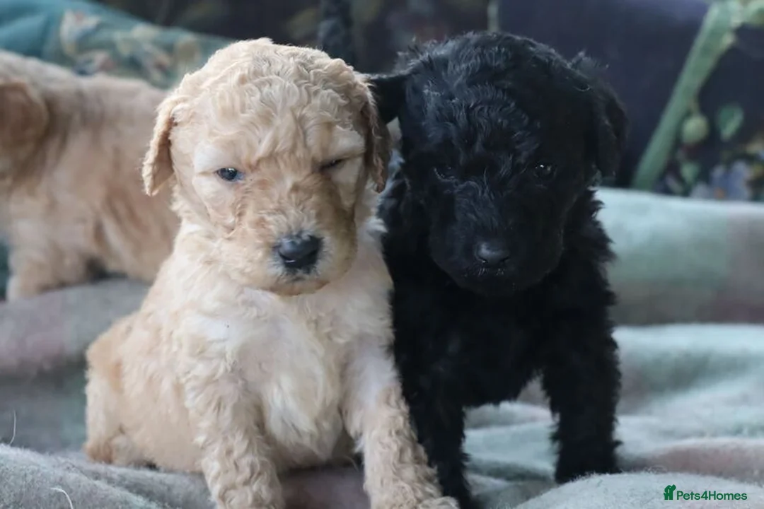 Labradoodle dogs for sale: Standard Labradoodle Puppies F3 - Advert 28