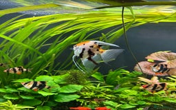 Angelfish fish for sale: Multicoloured - Image 3