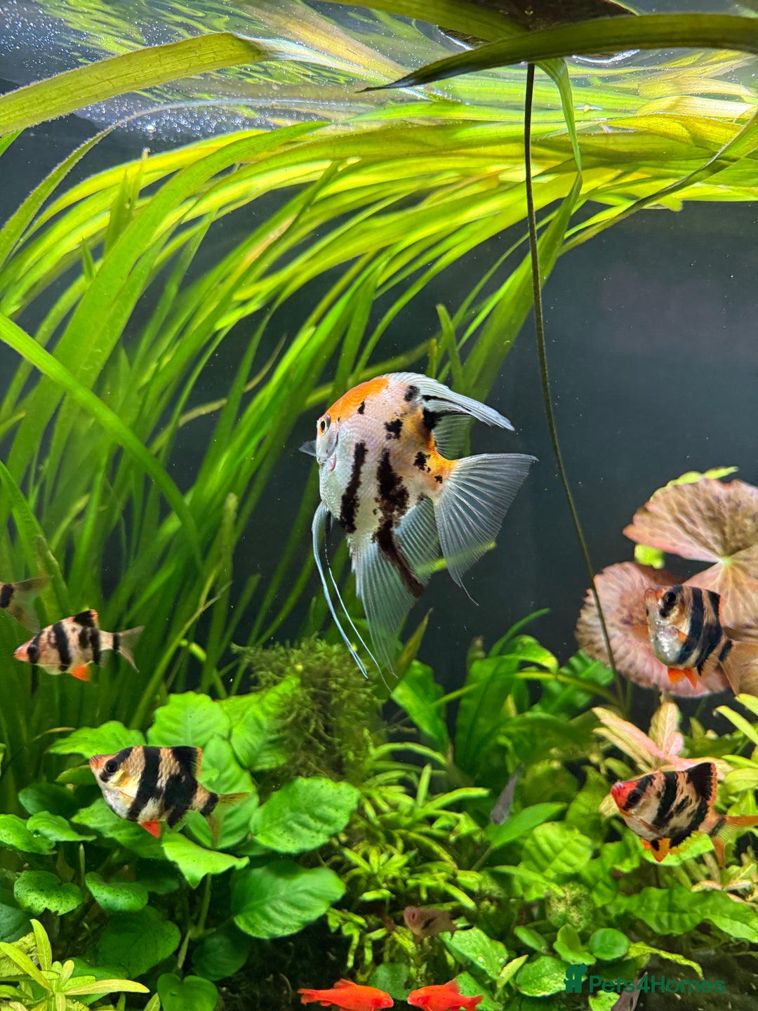 Angelfish fish for sale: Multicoloured - Image 3