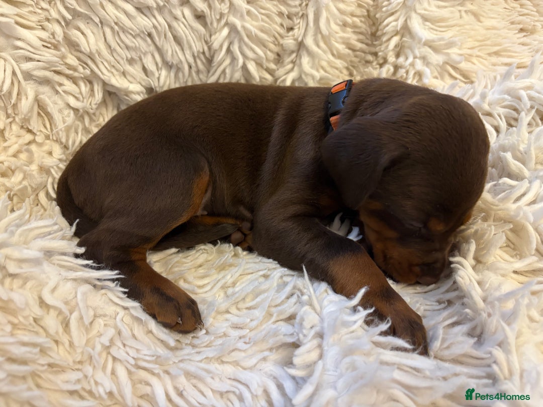 Dobermann dogs for sale: 12 stunning Doberman puppies - Image 16