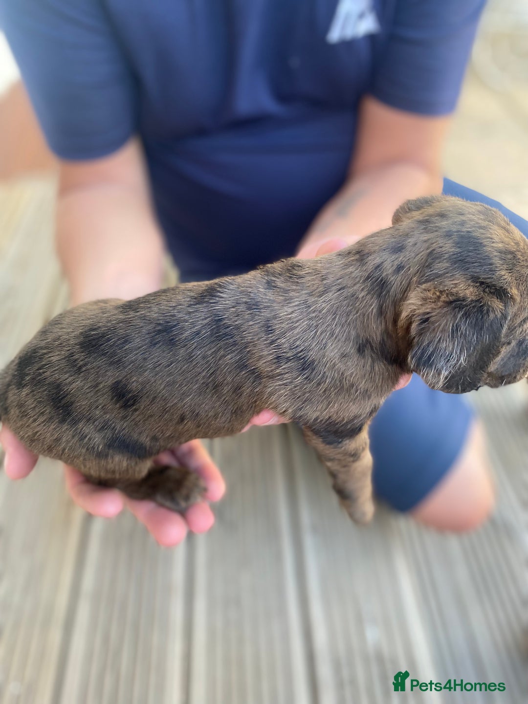 Dachshund dogs for sale: Dachshund x jack Russell puppies  - Image 8