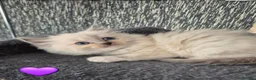 Ragdoll cats for sale: DNA tested Ragdoll kittens  - Advert 11