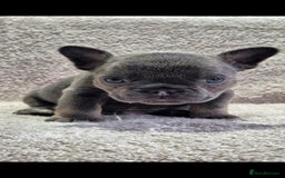 French Bulldog dogs for sale: 🔥🔥FRENCH BULLDOG PUPPIES🔥🔥 - Advert 11