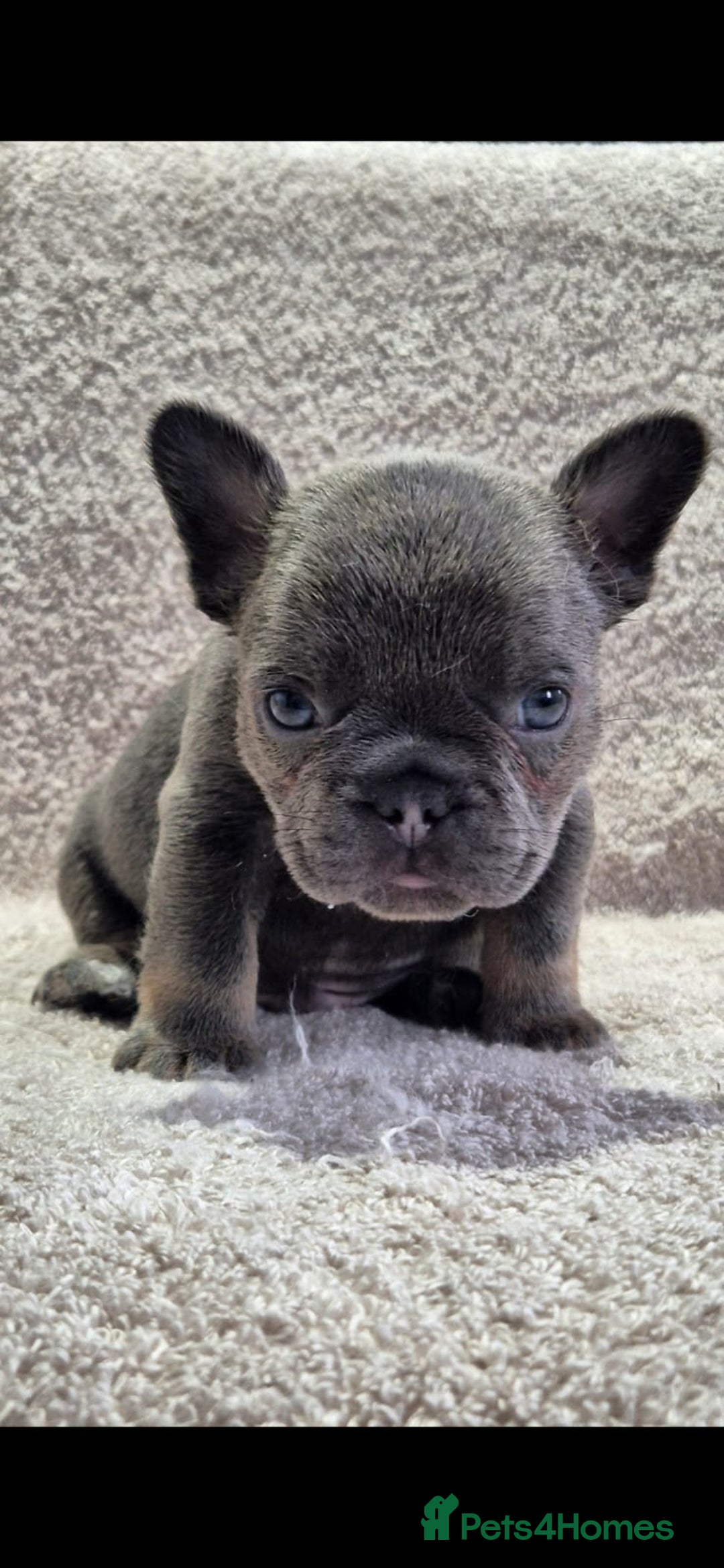 French Bulldog dogs for sale: 🔥🔥FRENCH BULLDOG PUPPIES🔥🔥 - Advert 11