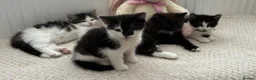 British Longhair cats for sale: 5 Adorable kittens - Advert 21