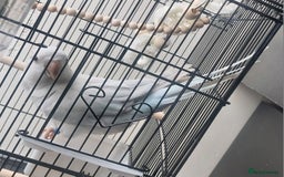 Parrots birds for sale: RARE  Quaker Parrot White with light blue tail - Image 2