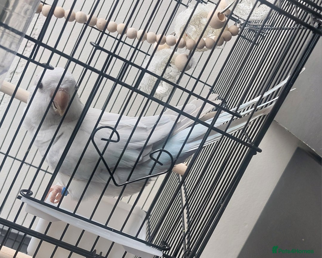 Parrots birds for sale: RARE  Quaker Parrot White with light blue tail - Image 2