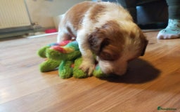 Welsh Springer Spaniel dogs for sale: Kc reg Welsh springer spaniel male puppies - Image 27