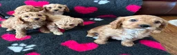 Cavapoo dogs for sale: Beautiful Cavapoo Puppies  - Advert 3