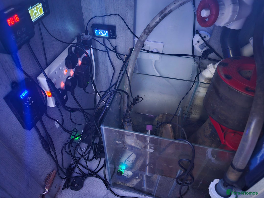Other/Mixed Breed fish for sale: Various marine fish & Complete set up - Image 6
