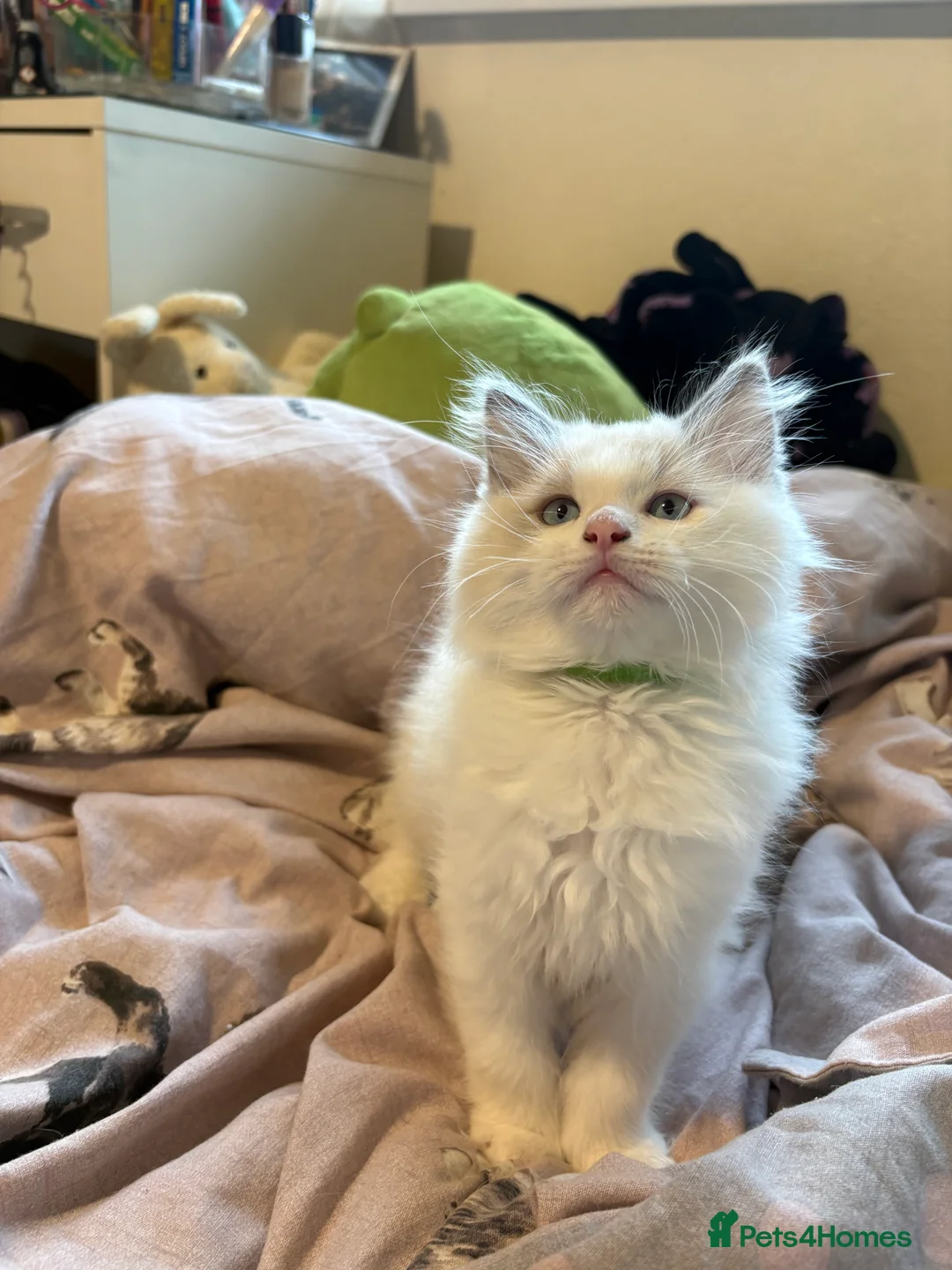 Ragdoll cats for sale: 5 ADORABLE RAGDOLL X KITTENS - Advert 2