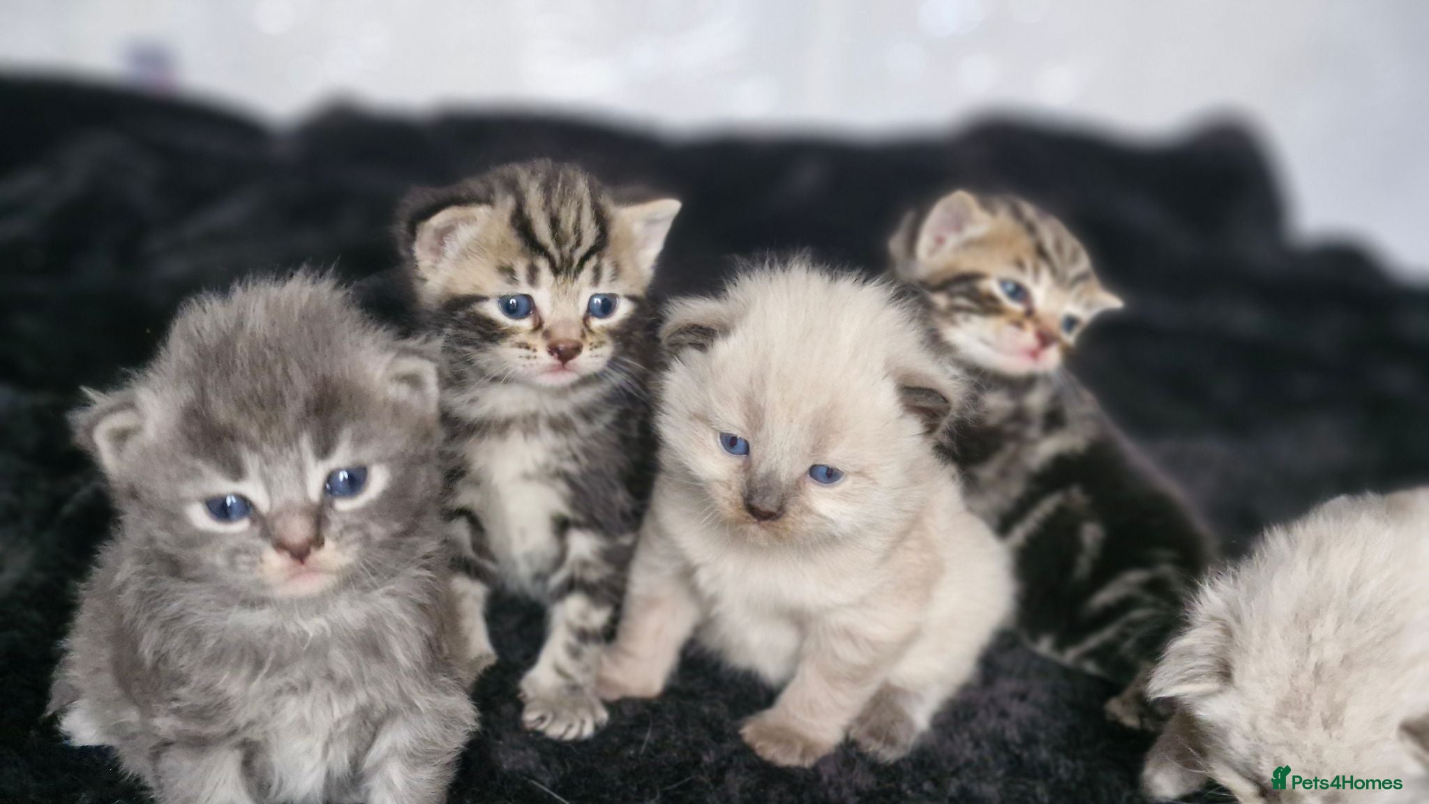 Mixed Breed cats Mixed breed  - Advert 14