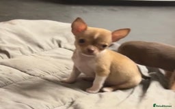 Chihuahua dogs for sale: CHIHUAHUA PUPPIES - Image 11