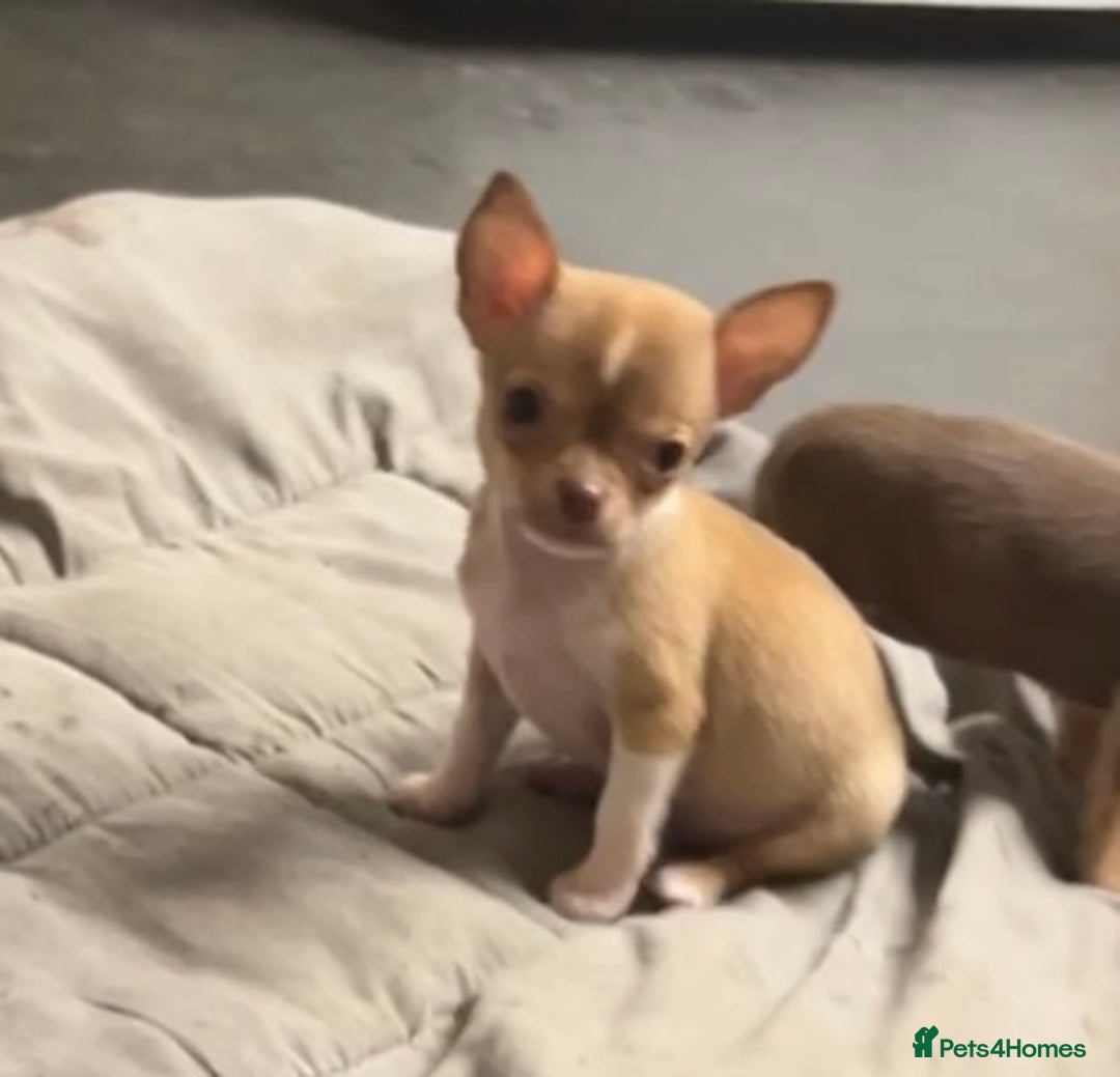 Chihuahua dogs for sale: CHIHUAHUA PUPPIES - Image 11