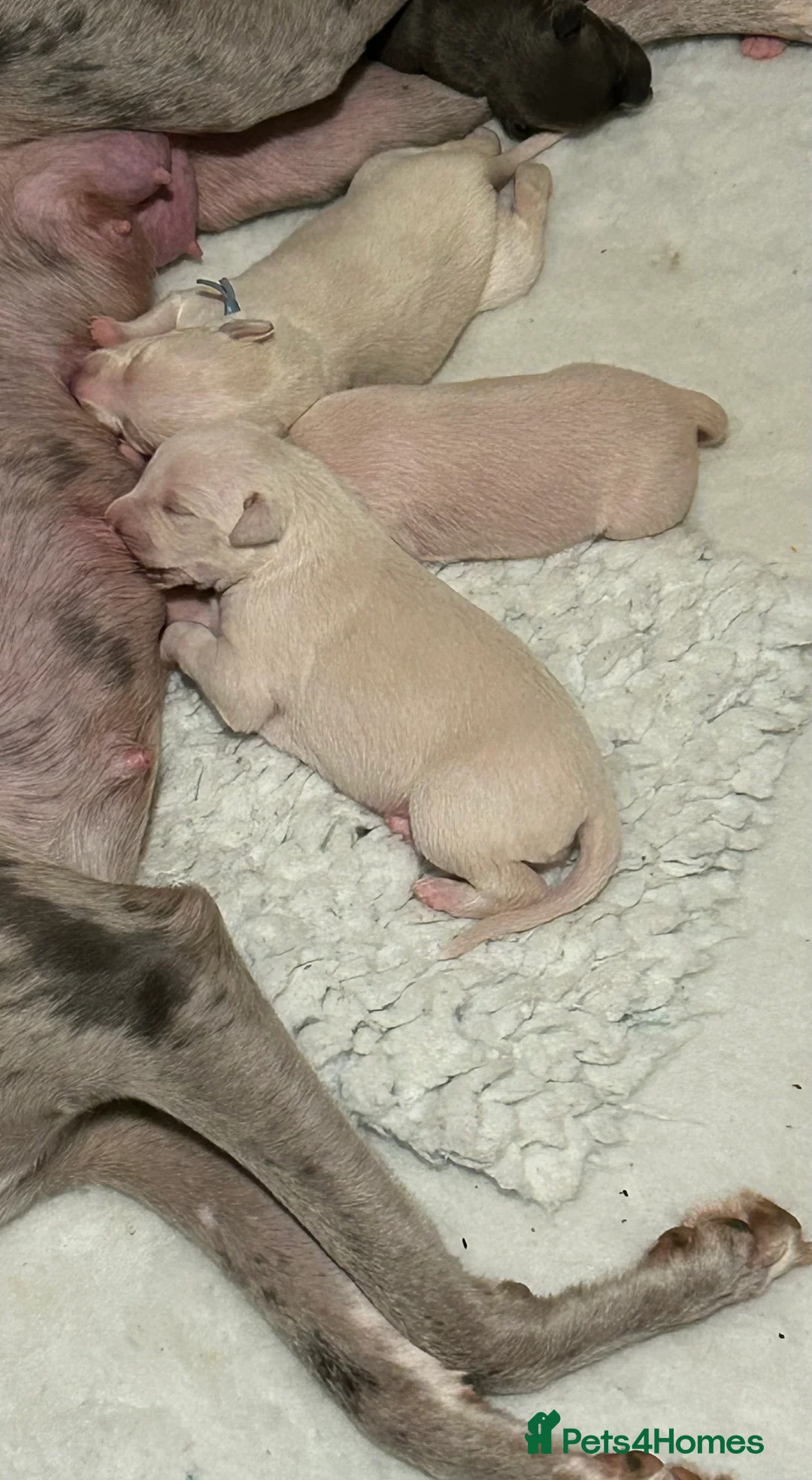 Whippet dogs for sale: Whippet lurcher pups - Advert 24