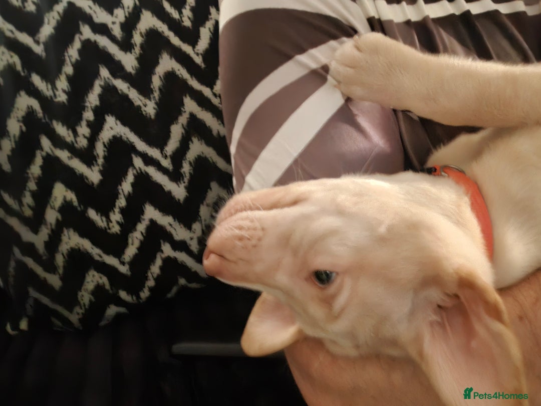 Labrador Retriever dogs for sale: Labrador puppies - Advert 18