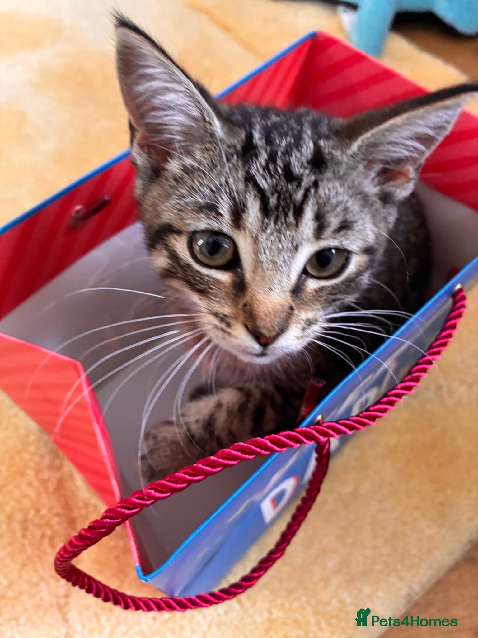 Mixed Breed cats  Kittens  - Advert 6