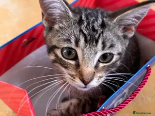 Mixed Breed cats Kittens - Advert 6