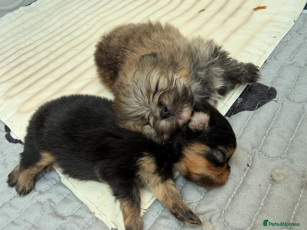 Pomeranian dogs for sale: Kc  **  teddy Pomeranian males  in Lingfield - Advert 11