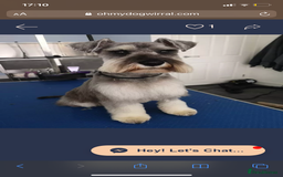 Miniature Schnauzer dogs for sale: 7 year old miniature schnauzer  - Advert 7