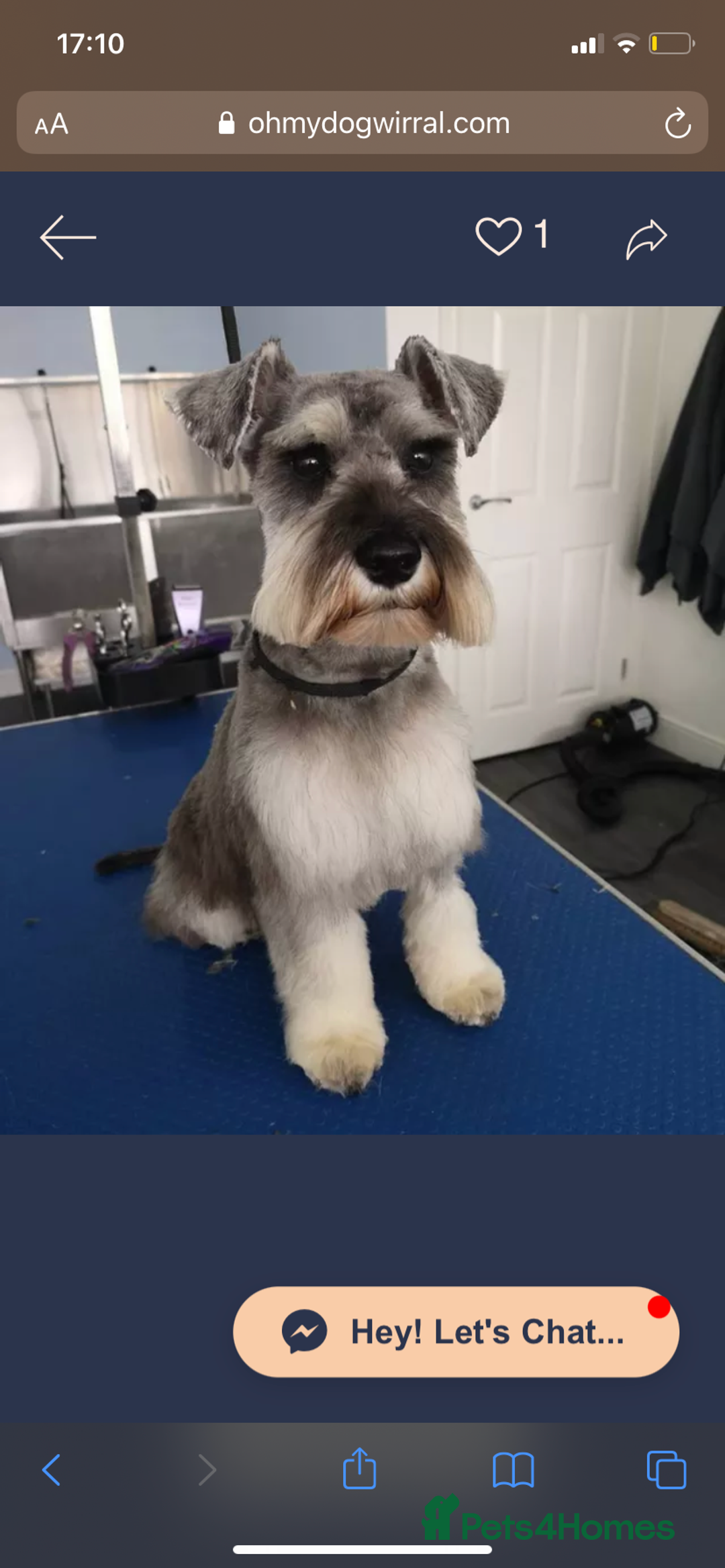 Miniature Schnauzer dogs for sale: 7 year old miniature schnauzer  - Advert 7