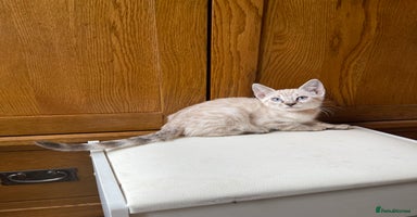 Bengal cats - Advert 1