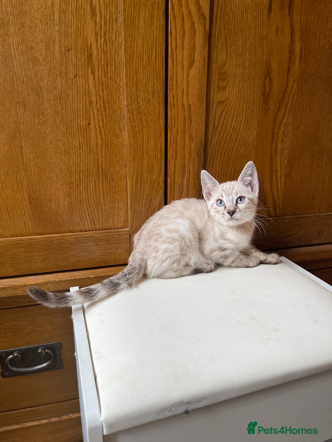 Bengal cats for sale: 💎💎💎 Luxury Bengal Kittens Available  - Image 1