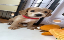 Cockapoo dogs for sale: Beautiful cockapoo pups - Image 13