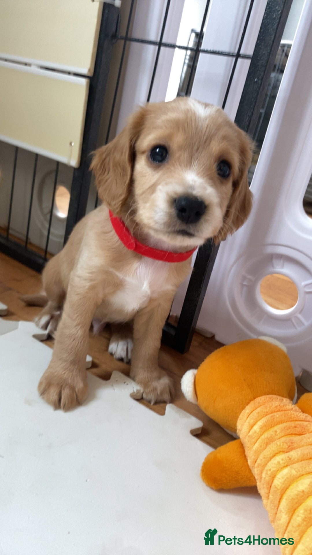 Cockapoo dogs for sale: Beautiful cockapoo pups - Image 13