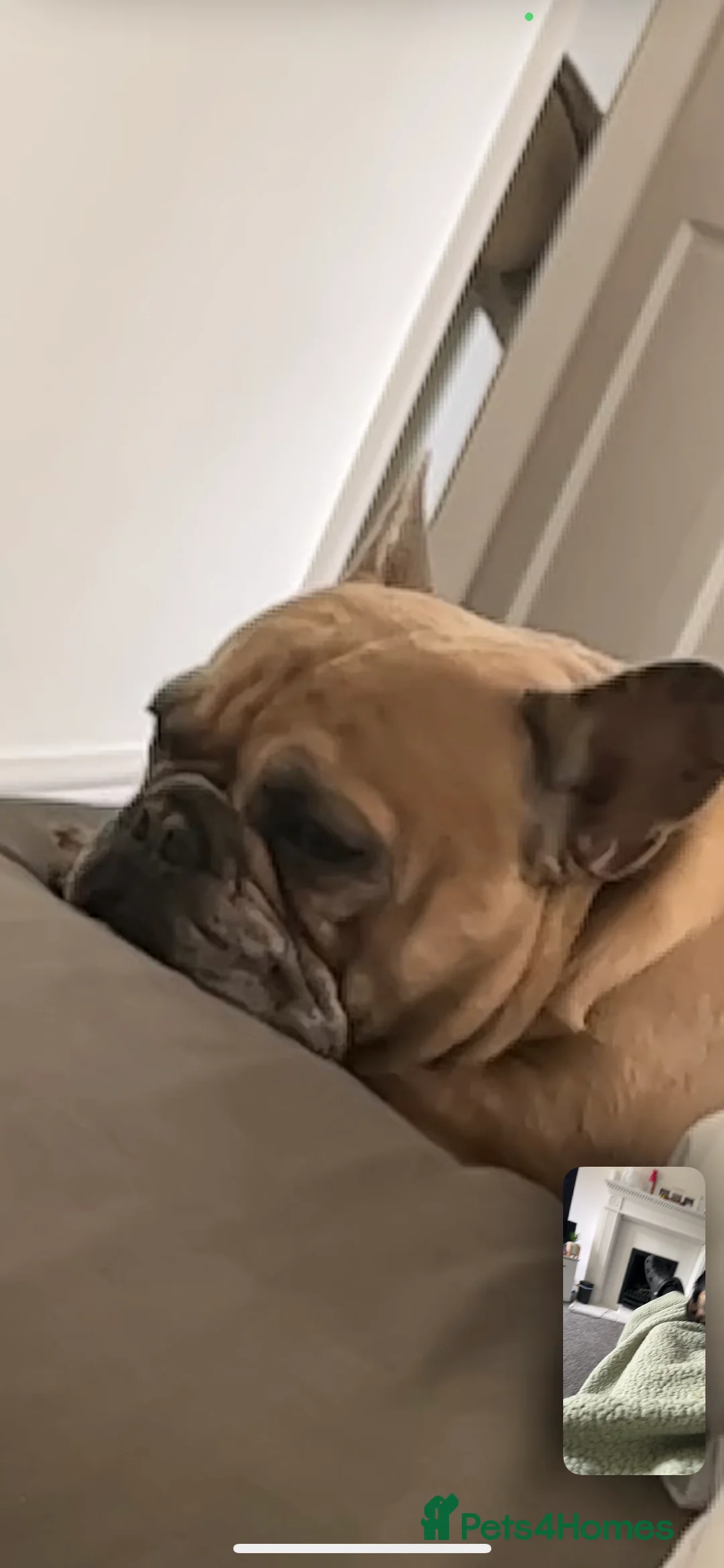 French Bulldog dogs for sale: French bulldog 4 years old  - Advert 2