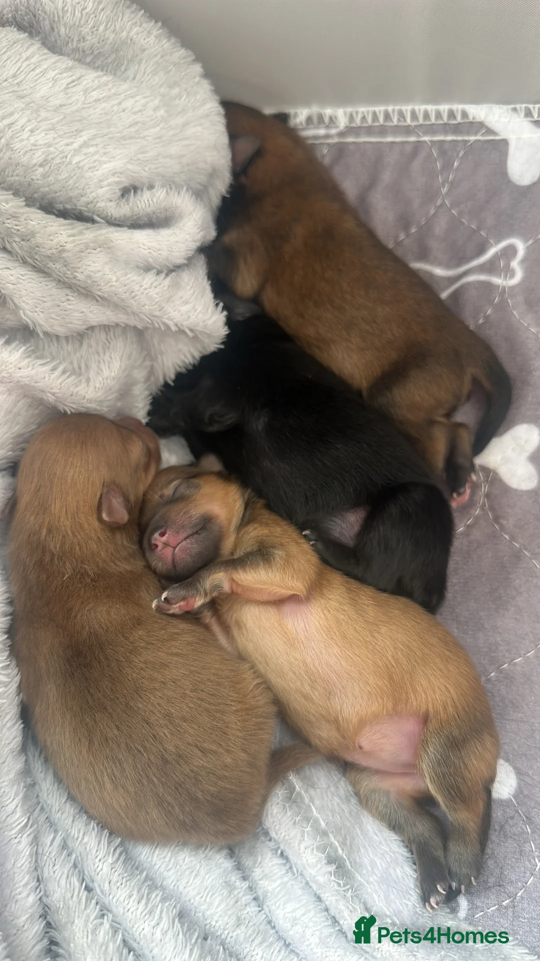 Pomeranian dogs for sale: Tiny teddy bear Pomeranian puppies KC registered - Advert 9