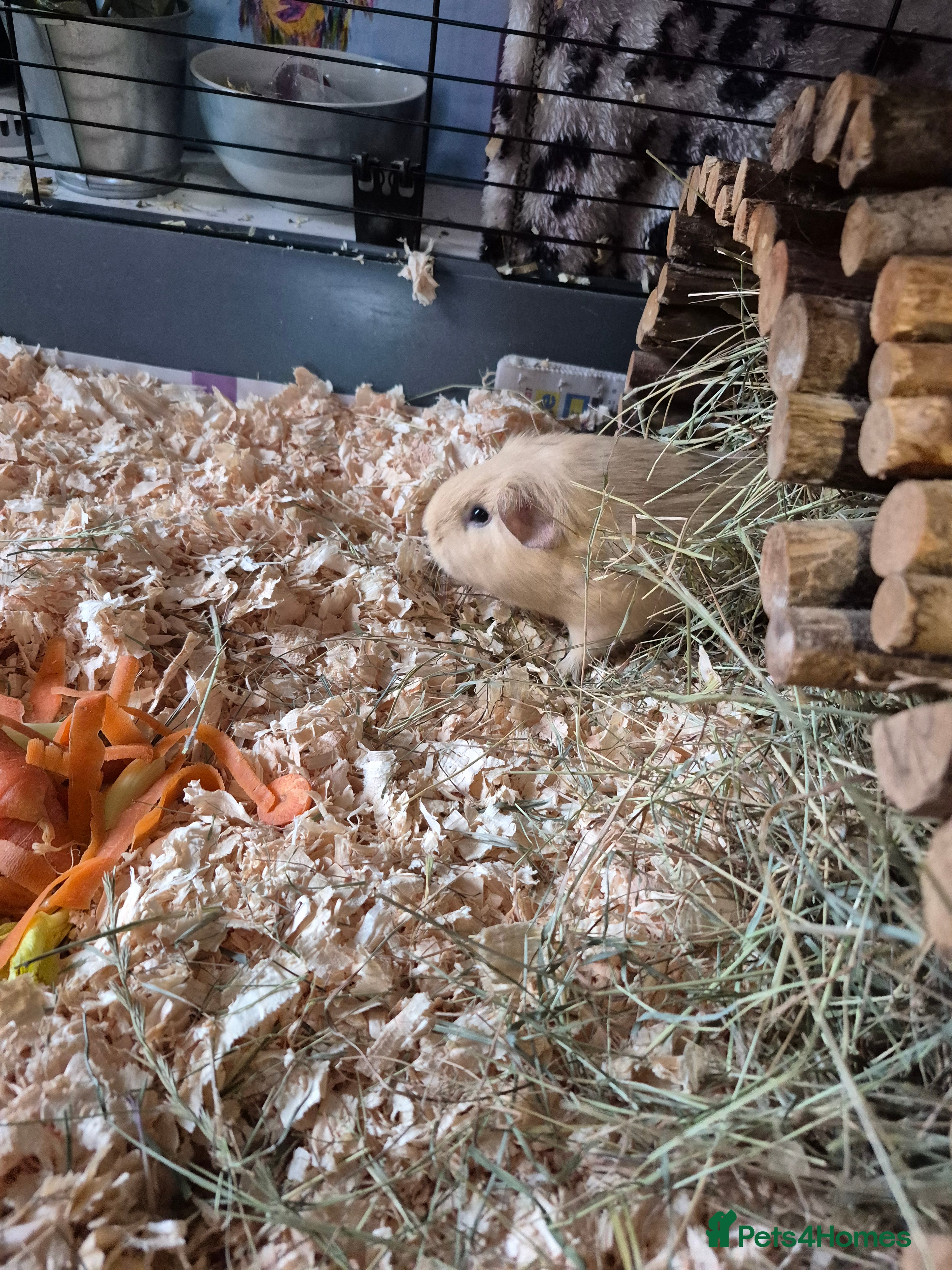 Guinea Pig rodents Pair of female guinea pigs - Advert 4