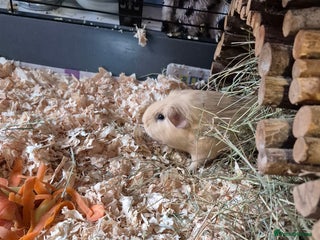 Guinea Pig rodents Pair of female guinea pigs - Advert 1