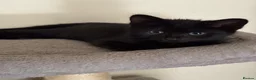 Mixed Breed cats for sale: Russian blue cross kittens  - Advert 5