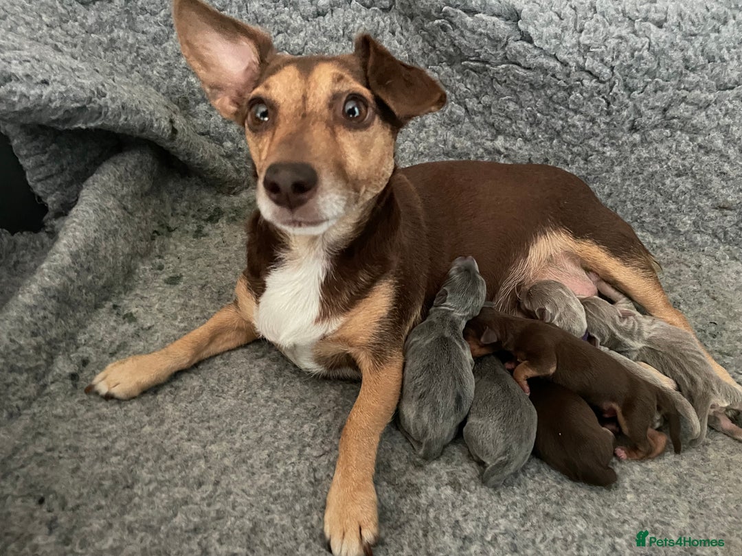 Jack Russell dogs for sale: 🐾 Miniature Jack Russell Puppies 🐾 - Image 2