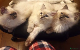 Ragdoll cats for sale: Stunning Adult Ragdoll and Kittens available!  - Image 27
