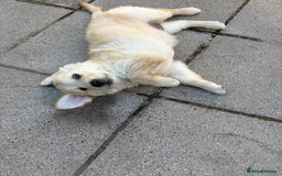 Golden Retriever dogs for sale: Cream beautiful golden retriever  - Image 4