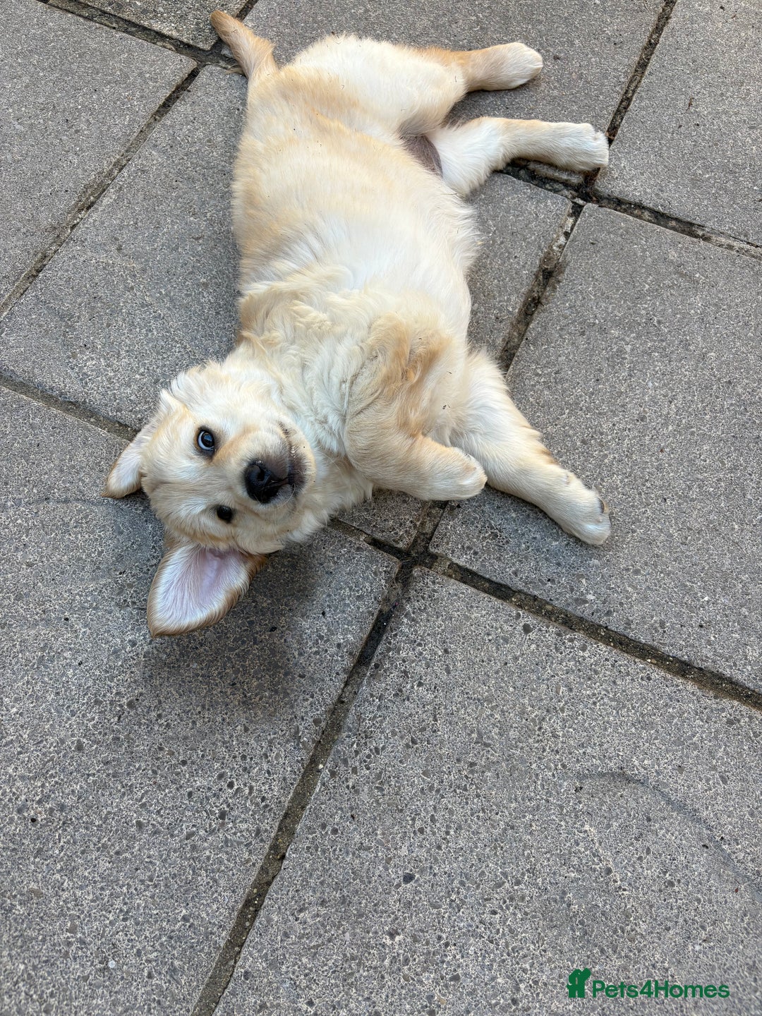 Golden Retriever dogs for sale: Cream beautiful golden retriever  - Image 4