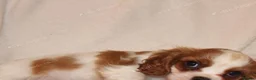 Cavalier King Charles Spaniel dogs for sale: Beautiful Cavalier King Charles Spaniel Puppies in Liverpool - Advert 15