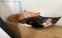 Mixed Breed cats for sale: Trio of kittens - Image 1
