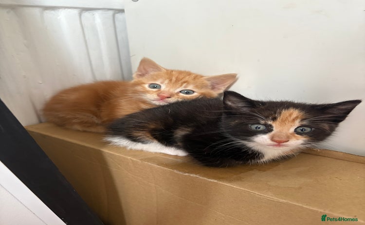 Mixed Breed cats - Advert 4
