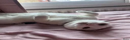 Domestic Shorthair cats for sale: Beautiful white adult female cat - Advert 5