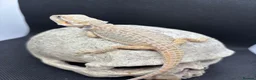 Bearded Dragon reptiles for sale: Spectacular baby dragons ready now  - Advert 6