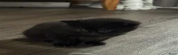 Domestic Shorthair cats for sale: Kittens - Advert 12