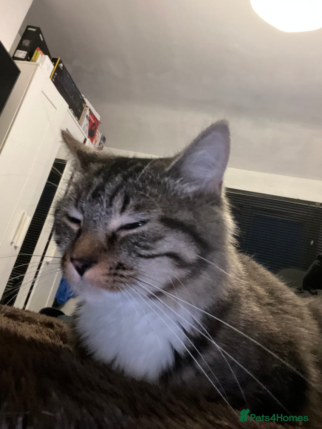 Mixed Breed cats for sale: Cheap Kittens for sale  (Ready to go asap) - Advert 23