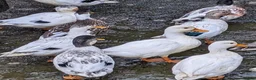 Ducks poultry for sale: Pairs of Call Ducks for sale. This years hatch. - Advert 3