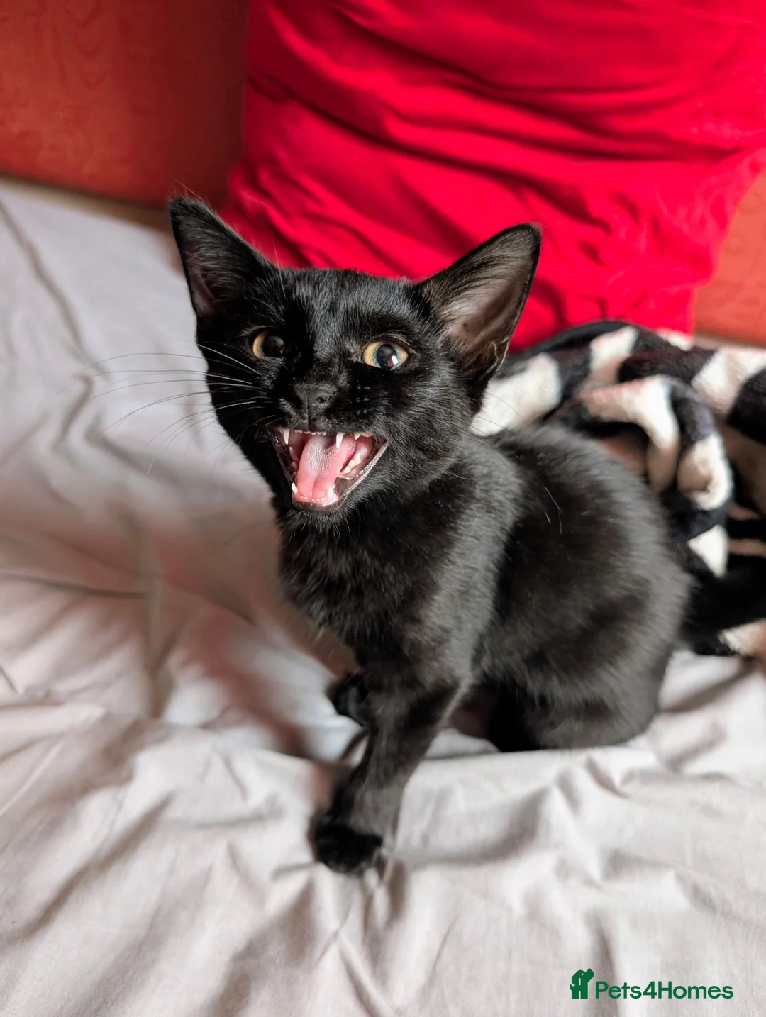 Mixed Breed cats for sale: Lovely, healthy, playful kittens - Advert 2