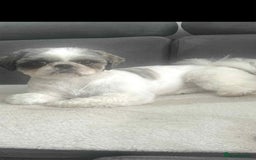 Shih Tzu dogs for sale: Lovely Shih Tzu looking for a new home - Image 7