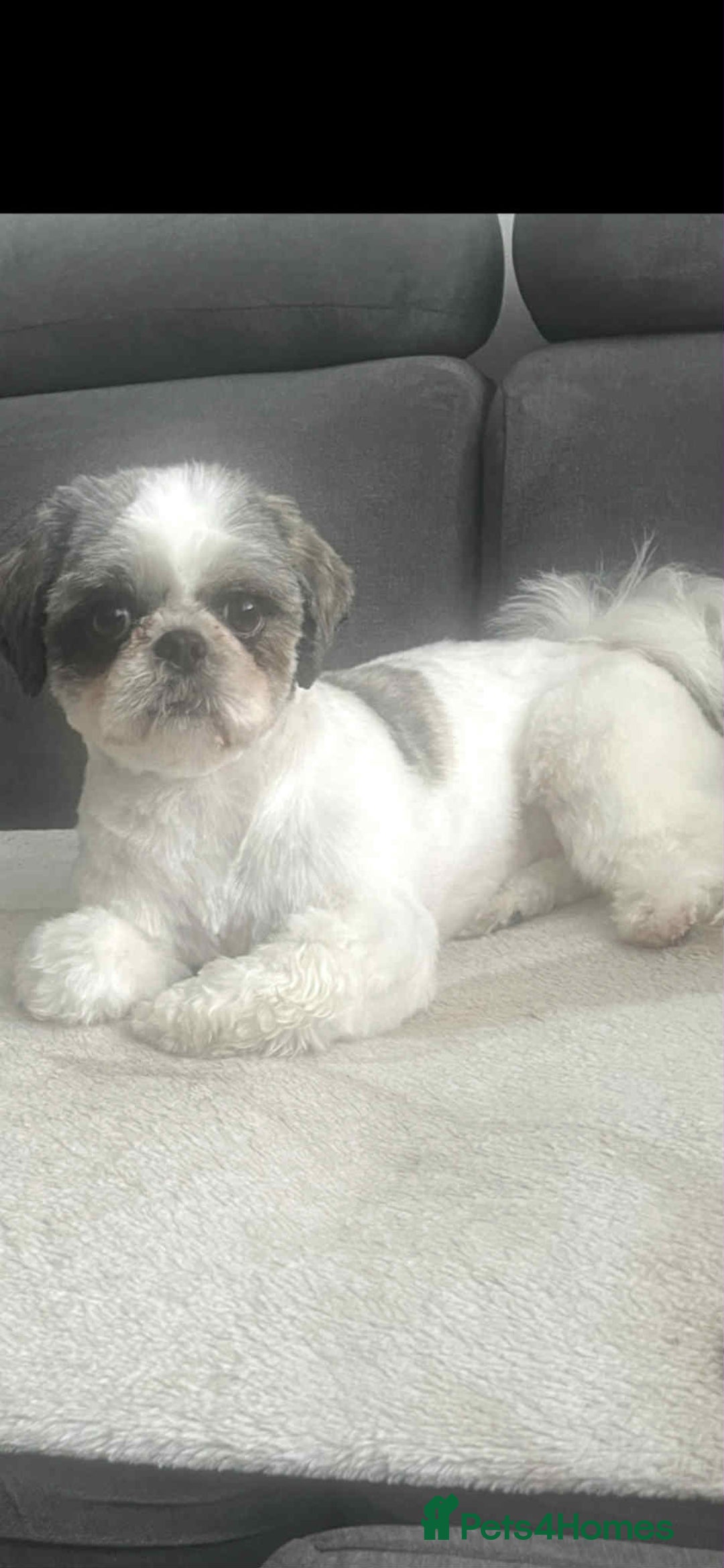 Shih Tzu dogs for sale: Lovely Shih Tzu looking for a new home - Image 7